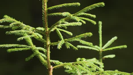 delicate threads of the spiderweb on the young pine tree branches