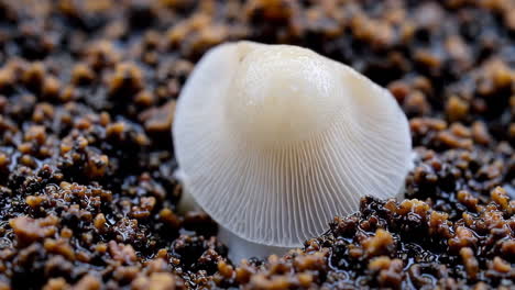close-up of a white mushroom emerging from dark soil
