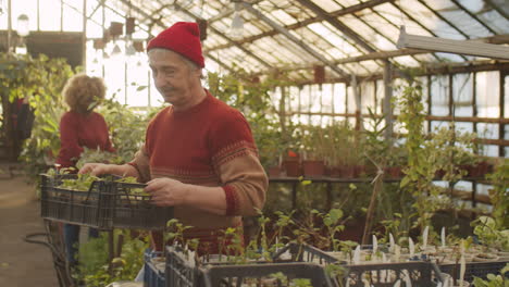 elderly man working with plants in flower greenhouse