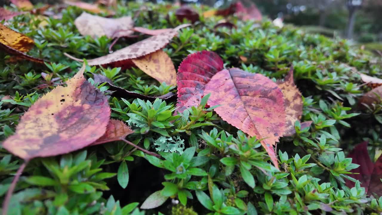 Fallen leaves creating a colorful contrast on vibrant green moss, capturing the essence of autumn's transition