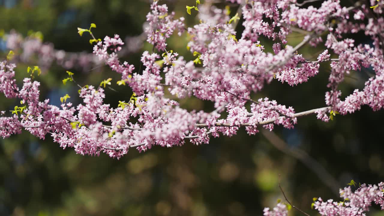 impresionantes cerezos en plena floración