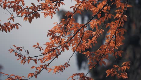 一幅由温暖的太阳背光照亮的明亮的秋叶的近距离拍摄