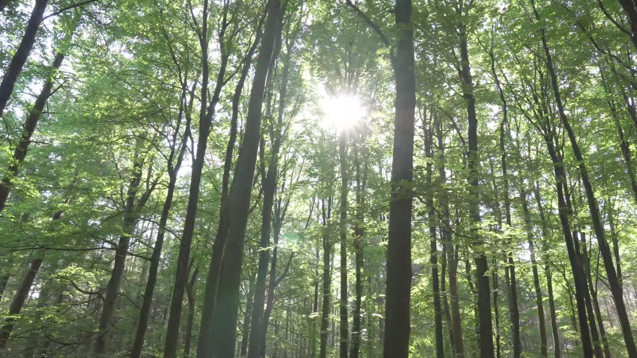 la luz del sol filtrándose a través de un denso bosque