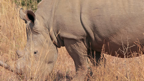 el pastoreo de rinocerontes en sudáfrica