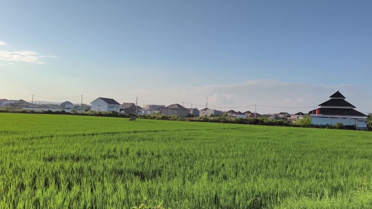 澄み切った青空の下、住宅地近くの豊かな緑の水田