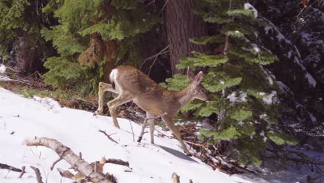 young deer walks away in snowy forest