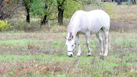 Weißes-Pferd-Knabbert-An-Kurz-Geschnittenem-Gras-Auf-Der-Weide