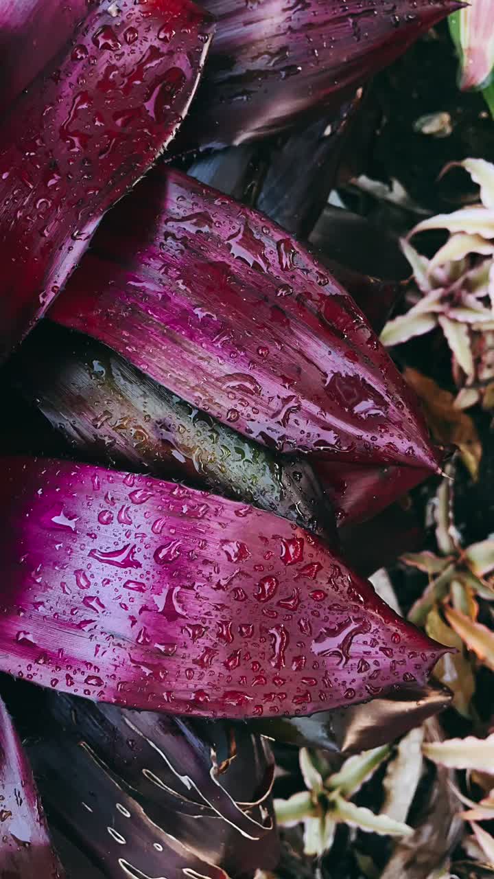 Close-up of vibrant purple Bromeliad leaves with water droplets