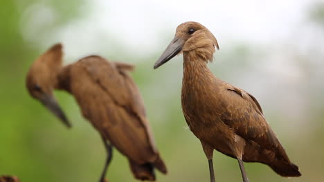 una vista desde un escondido mkhombe fotográfico hundido en la reserva de caza privada de zimanga en un día de verano de aves alimentándose y bebiendo