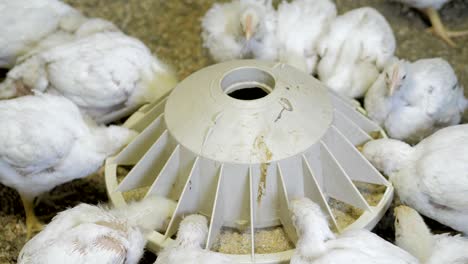 white broiler chicken at the poultry farm