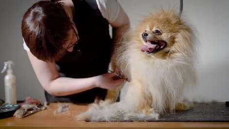 a calm dog sits with his tongue out on the table by the hairdresser and wonders how to end the care of her hair