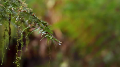 primer plano de hojas en un bosque tropical