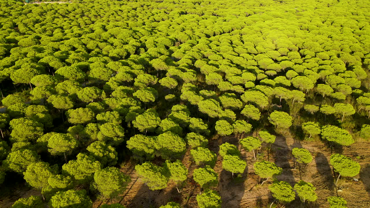el patrimonio forestal de cartaya, o campo común, se conoce popularmente como pinares de cartaya ya que la especie más numerosa y representativa del territorio cartayero es el pino piñonero