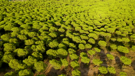 Forest-patrimony-of-Cartaya,-or-Campo-Comun,-is-popularly-known-as-Pinares-de-Cartaya-since-the-most-numerous-and-most-representative-species-of-the-Cartayero-territory-is-the-stone-pine