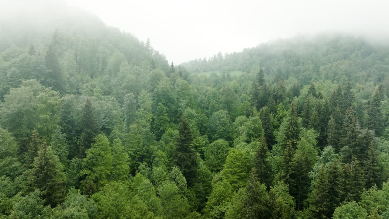 AEREO - Foresta nebbiosa nei Monti del Caucaso, Georgia, ripresa inversa