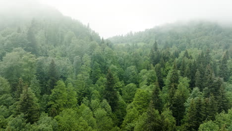 aerial - misty forest in the caucasus mountains, georgia, reverse shot