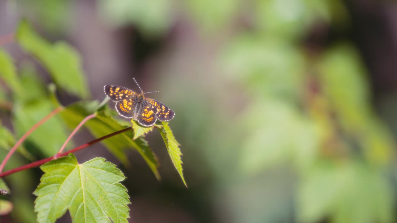Farfalla mezzaluna perlata arancione e nera posata su una foglia di pianta