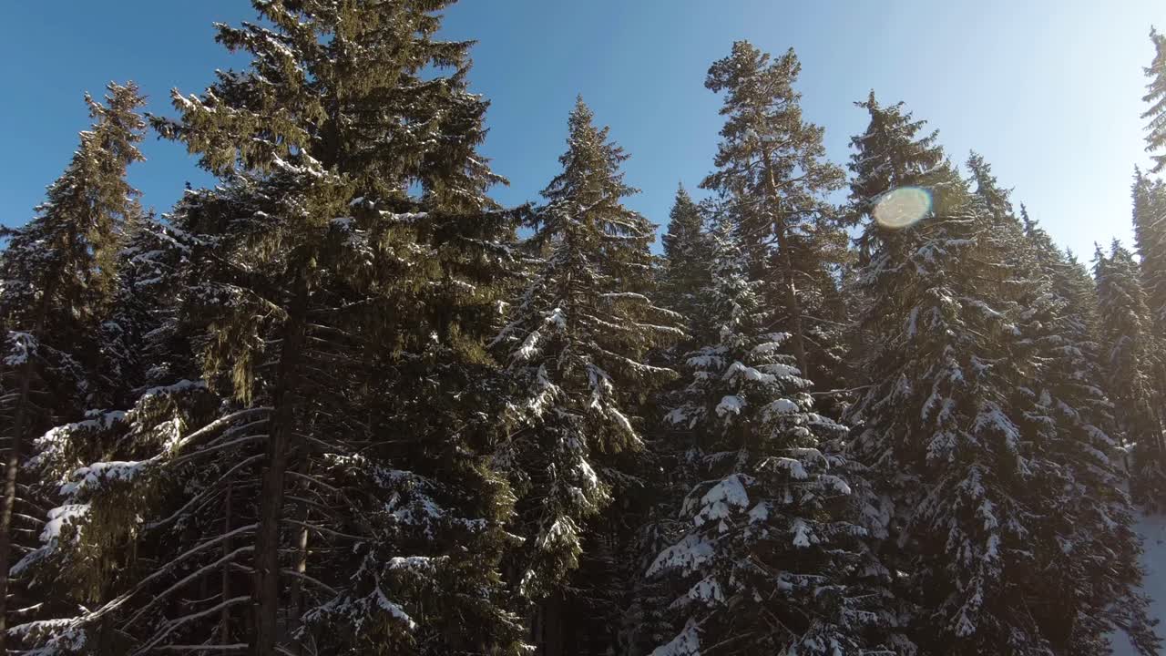 신선한 눈으로 덮인 줄의 상록수