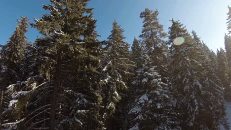 árboles de hoja perenne en una línea cubierta de nieve fresca