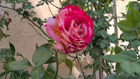 beautiful rose against the wind in the garden