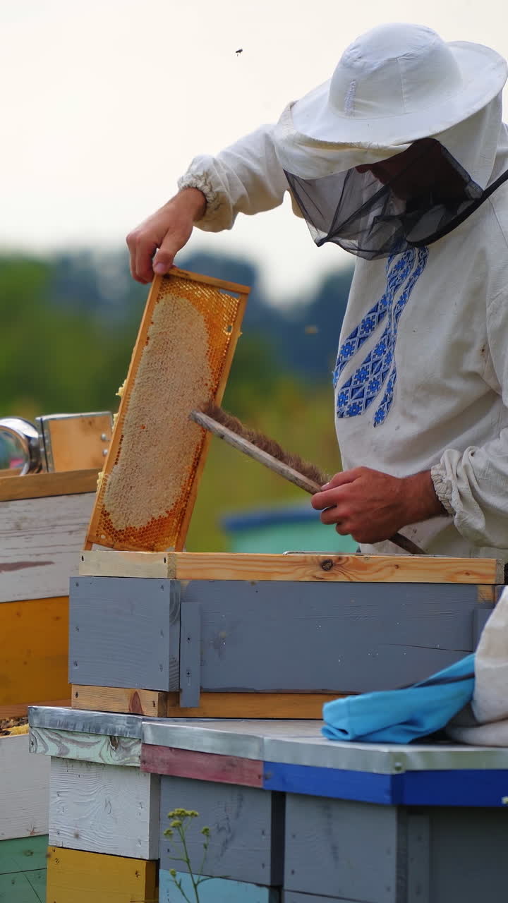 Beekeeper in protective clothes holds a honey cell with bees in hands. Apiculture. Apiary. Vertical video