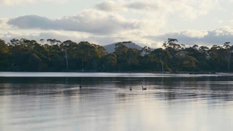 swans swimming on calm lake