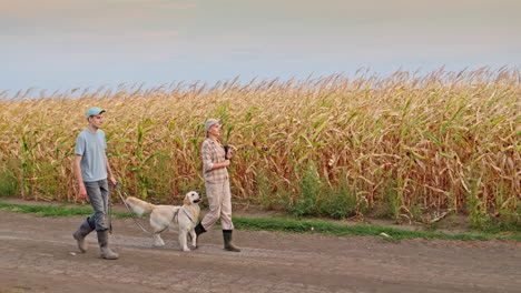 una pareja paseando con un perro por un campo de maíz.