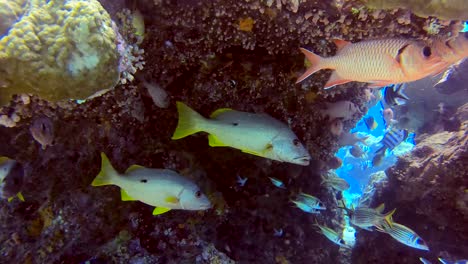 menacing one spot snapper with sharp fangs swimming in scary underwater coral cave