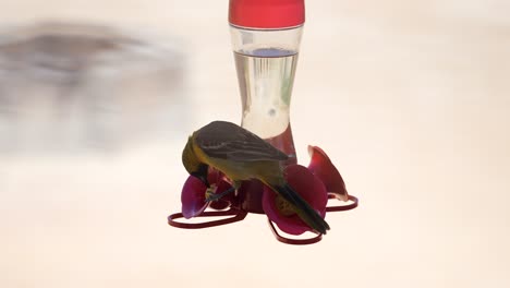 Ein-Bunter-Ochsenpirol,-Der-Zuckerwasser-Aus-Einem-Kolibri-Feeder-Trinkt---Zeitlupe