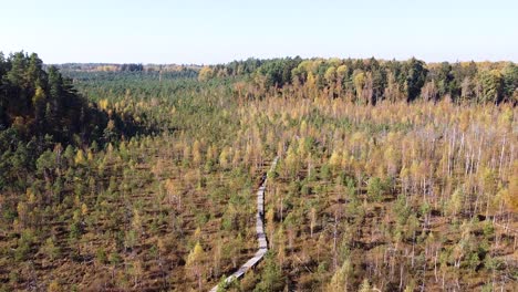 tourist walking through moorland of dubrava in lithuania