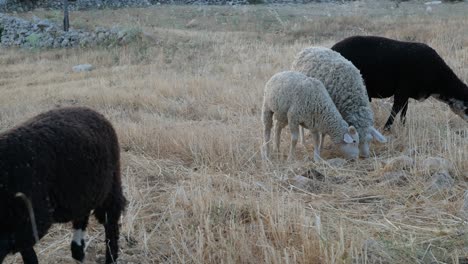 animales alimentados en la agricultura