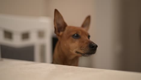 camera focuses on a brown dog with pointed ears looking around in the living room at home