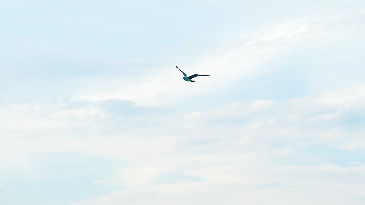 Beautiful flight of a bird seagull in the sky at daytime. Idyllic view of a seagull in the air. Bird gull is waving its wings on the background of blue sky with white clouds. Drone view.