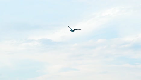 beautiful flight of a bird seagull in the sky at daytime. idyllic view of a seagull in the air. bird gull is waving its wings on the background of blue sky with white clouds. drone view.