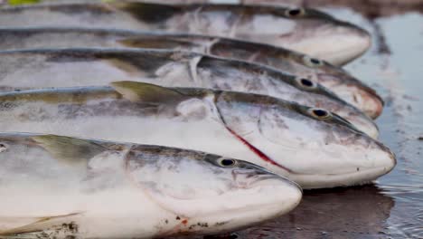 yellowtail lined up on a table