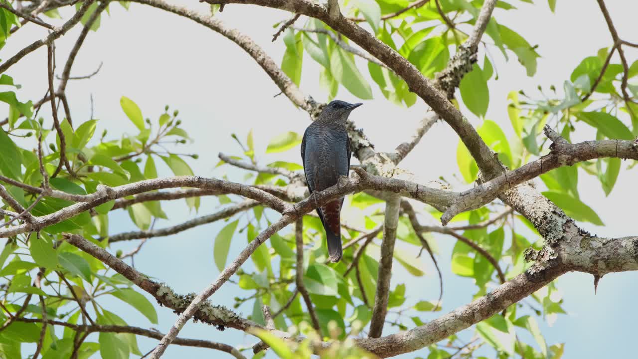 perchado en una rama durante un caluroso día de verano descansando bajo las ramas y hojas para la comodidad, azul rocoso monticola solitario macho