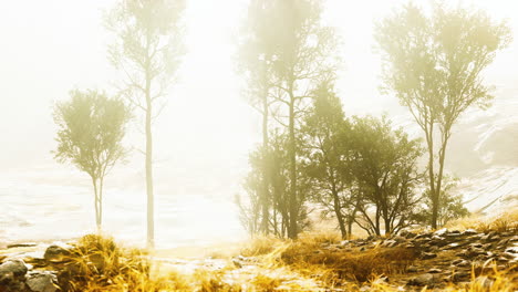 big-pine-trees-growing-from-rocky-outcropping-in-the-mountains