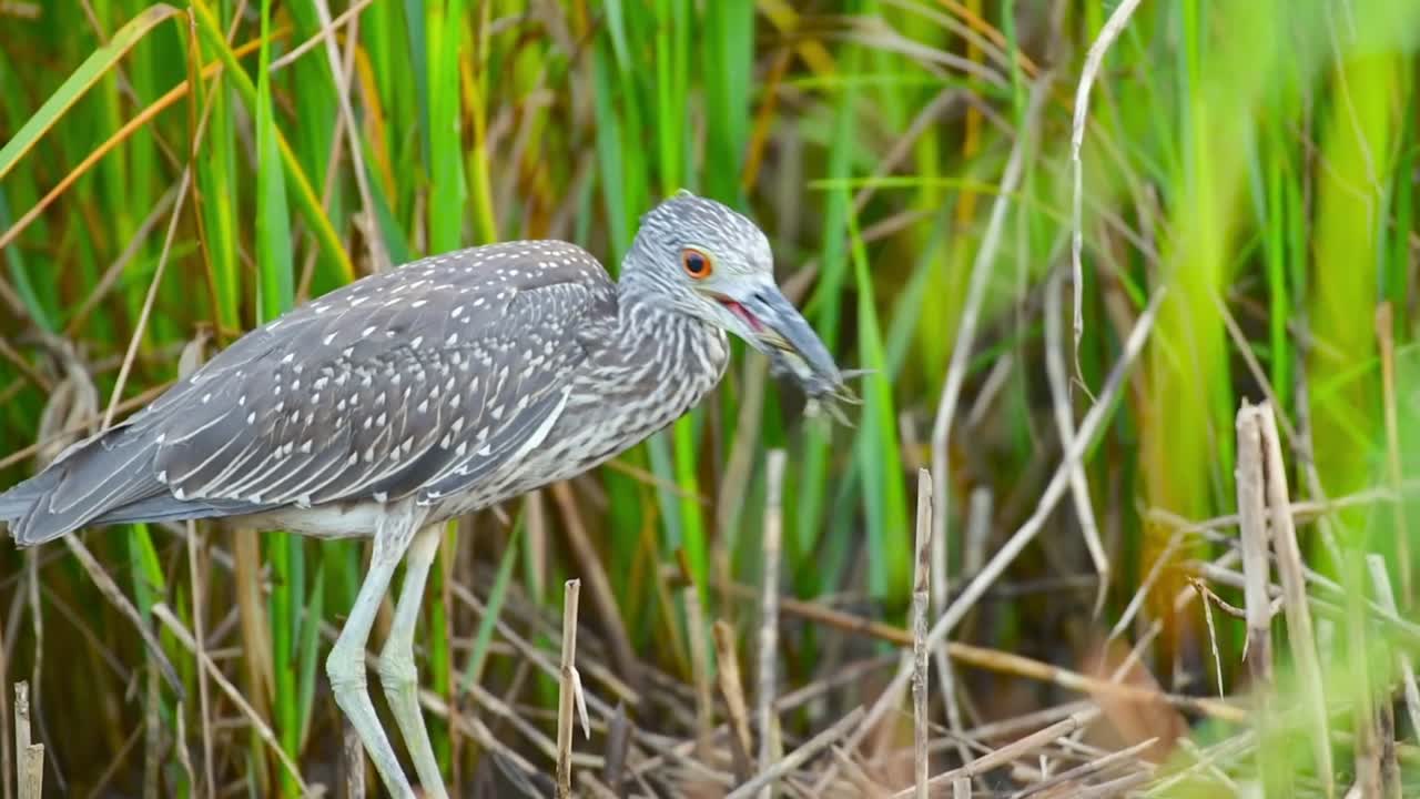 Slow motion profile of a juvenile night heron stealthily earing a crab while concealed in marsh reeds