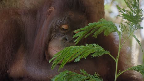 retrato de un orangután adulto sentado en un árbol