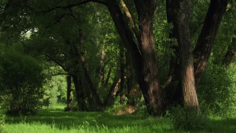 Serene-forest-scene-features-towering-trees-forming-a-kind-of-alley,-dense-foliage-and-vibrant-green-grass