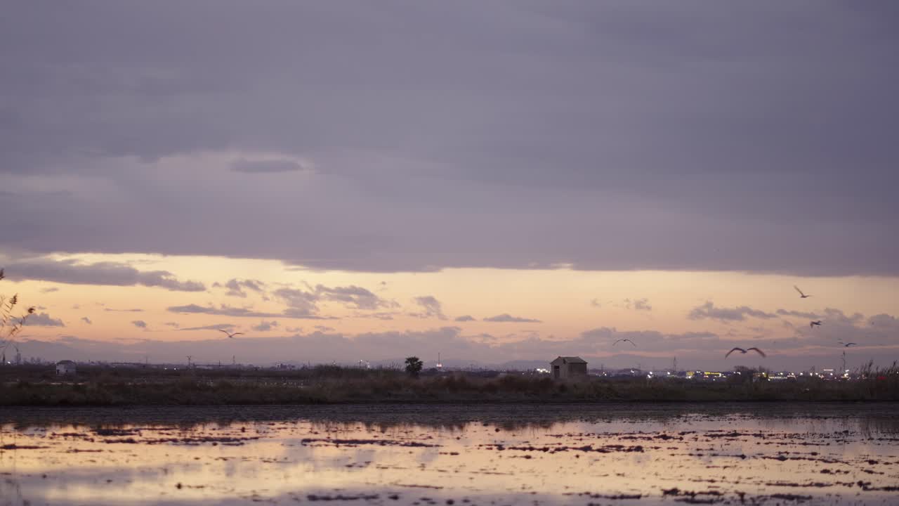 Sunset over a rice paddy with birds