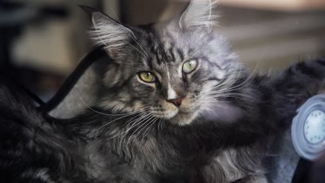 Close-up-of-cat-looking-at-camera-through-a-window