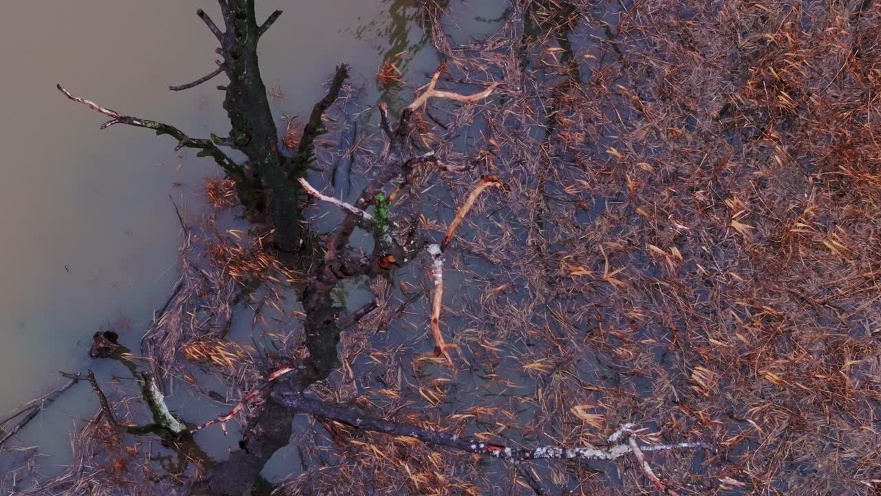 Two cormorants take flight from a flooded tree, escaping marshland, slow-motion