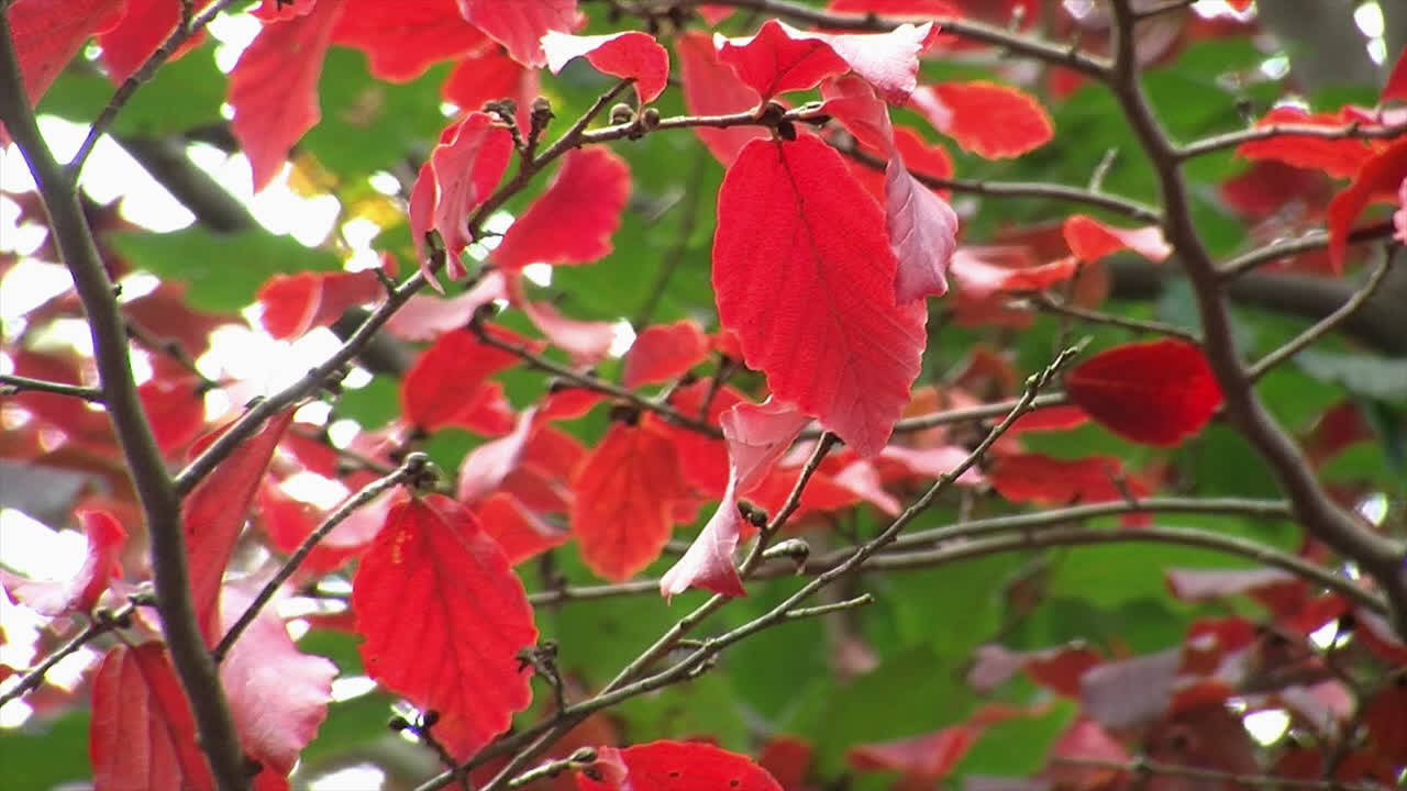 hojas rojas del carcaj de árboles de hoja caduca en la brisa de otoño