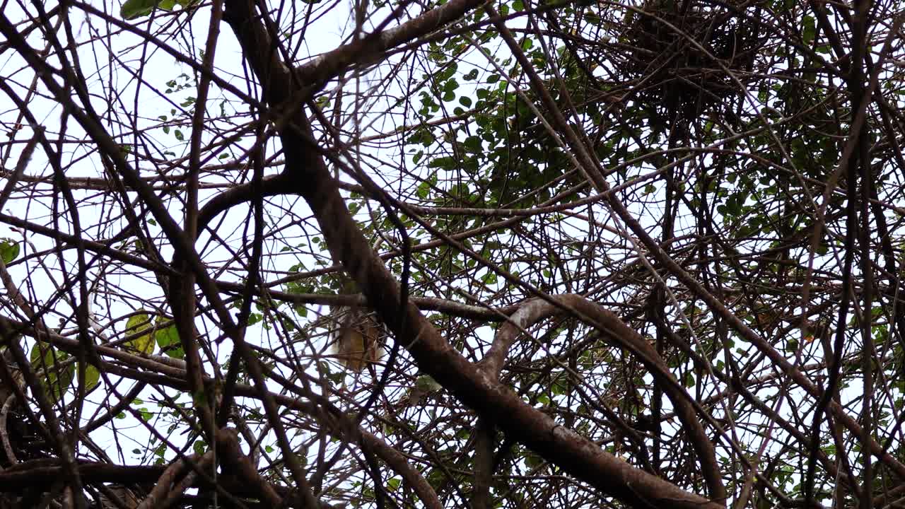 ramas densas y hojas contra el cielo