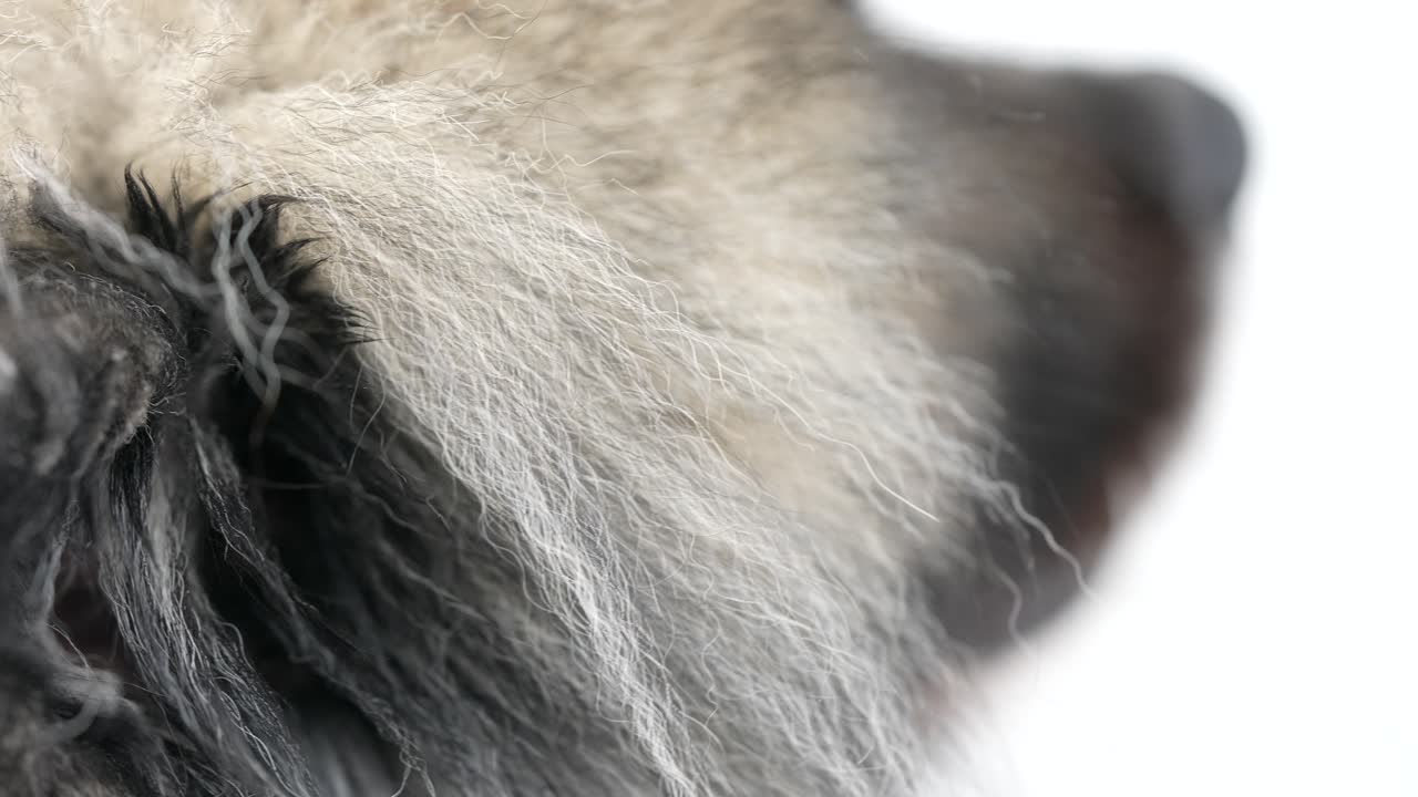 Primo piano leggermente dall'alto che si concentra sull'orecchio di un cane Keeshond (Wolfspitz). La texture morbida della pelliccia e il movimento delicato creano un ritratto di un animale domestico calmo e dettagliato in un ambiente interno neutro.