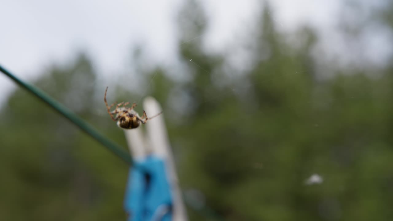 Ragno che striscia su una ragnatela con stendibiancheria con effetto bokeh sullo sfondo