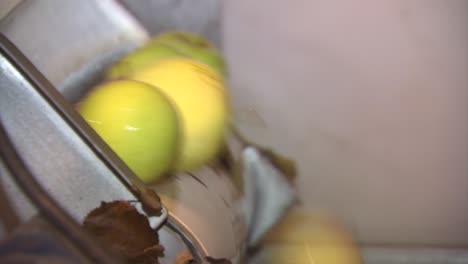 raw apples being cleaned through a conveyor belt