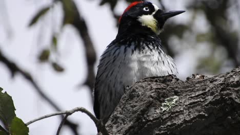 acorn woodpecker, melanerpes formicivorus grooms its feathers on oak stump at sunset, sangre de cristo, guanajuato, méxico