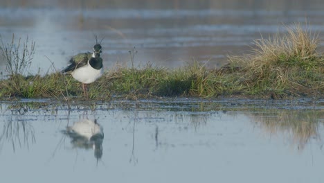 Lapwing-feeding-with-foot-movement-rattling-in-flooded-meadow-in-early-spring